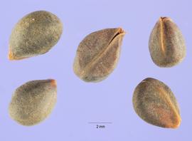   Fruits:   Rhamnus cathartica , pyrenes; Photo by S. Hurst, USDA-NRCS Plants Database
